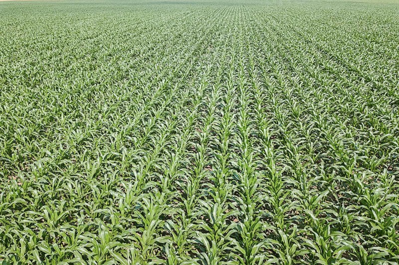 Aerial view of a green corn field. Corn Aerial