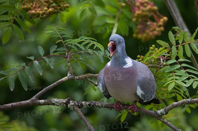 Wood pigeon (Columba palumbus), yawning, in a tree, Baden-Württemberg, Germany, Europe