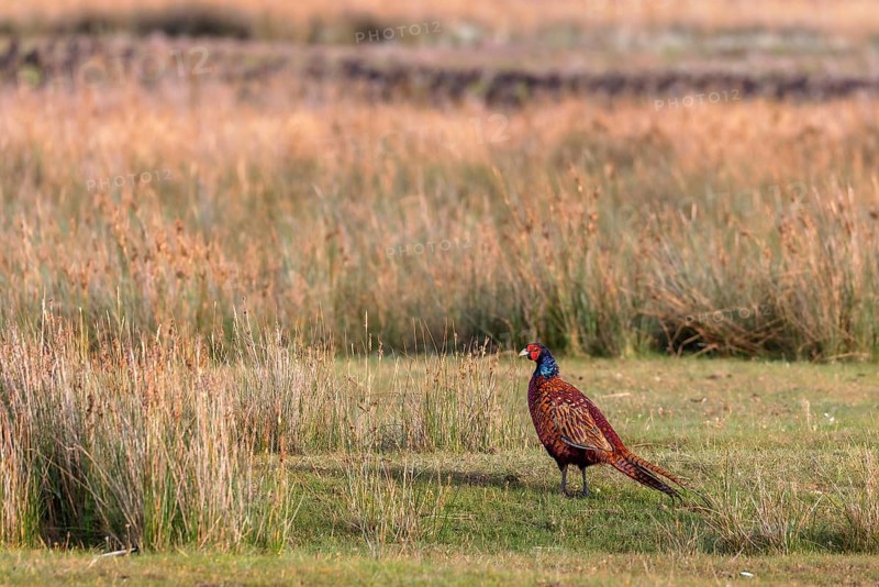 Pheasant (Phasianus colchicus) on the salt marshes on Juist, East Frisian Islands, Germany, Europe