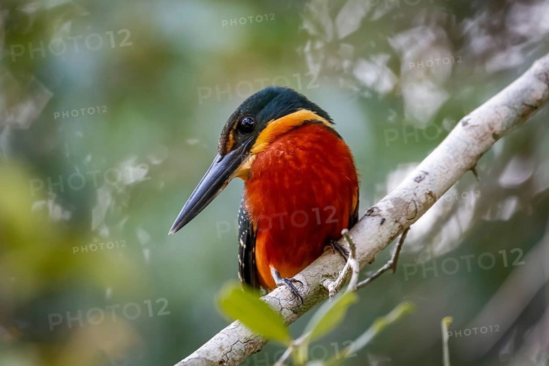 Close-up of a colorful Green-and rufous Kingfisher against defocused background, Pantanal Wetlands, Mato Grosso, Brazil, South America