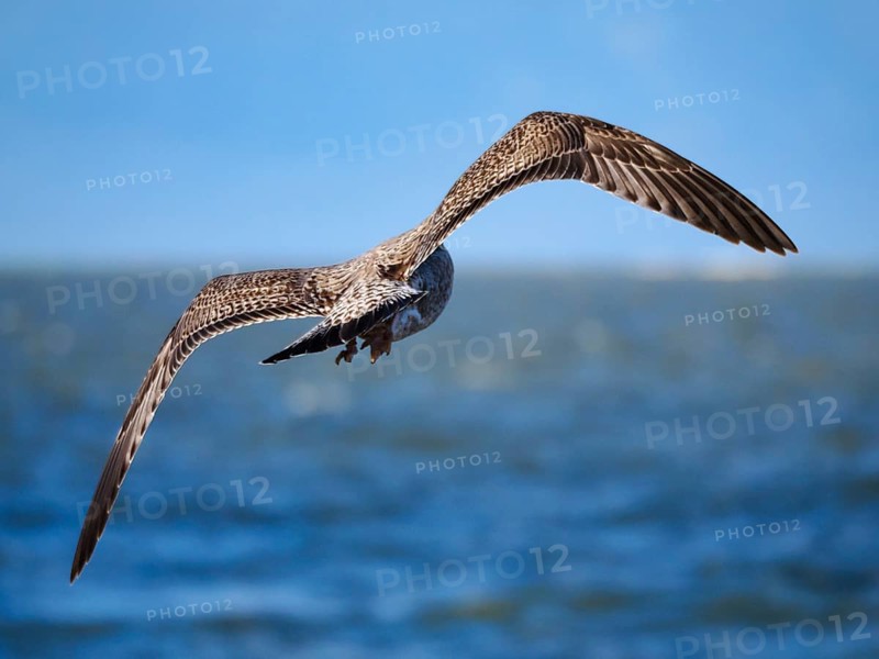Flying gull (Larinae), Brouwersdam, province of South Holland, Netherlands