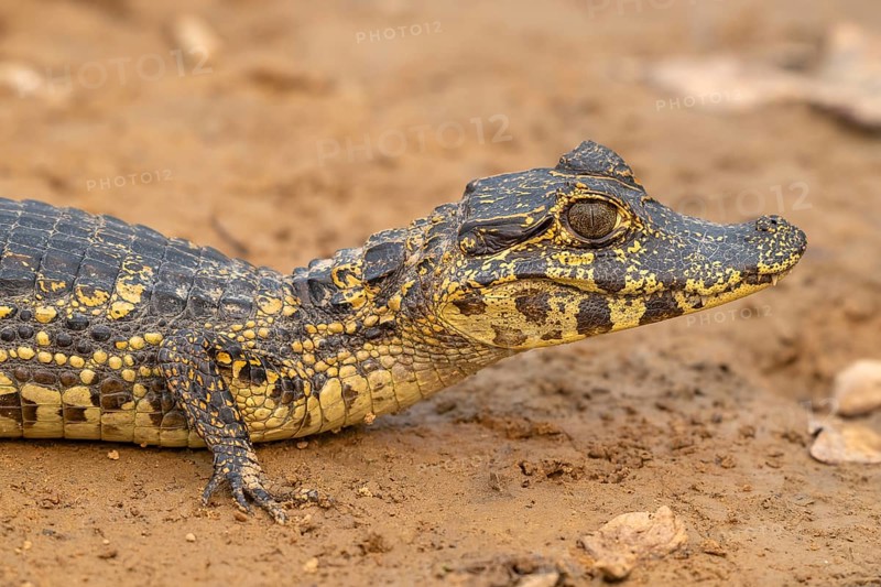 Caiman (Caimaninae), Crocodile (Alligatoridae), crocodile (Crocodylia), animal portrait, young animal, juvenile, Pantanal, inland, wetland, UNESCO biosphere reserve, world natural heritage, wetland, Mato Grosso, Brazil, South America