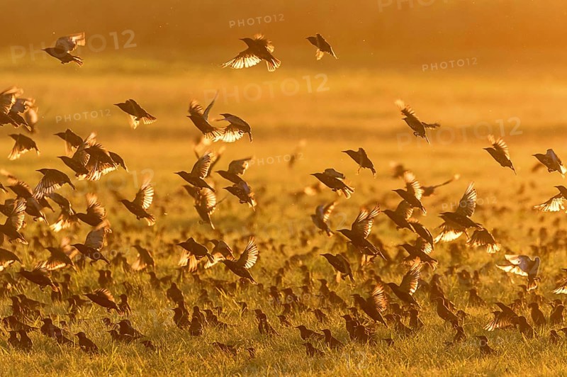 Common Starling on the Field at Sunset (Sturnus vulgaris) European starling