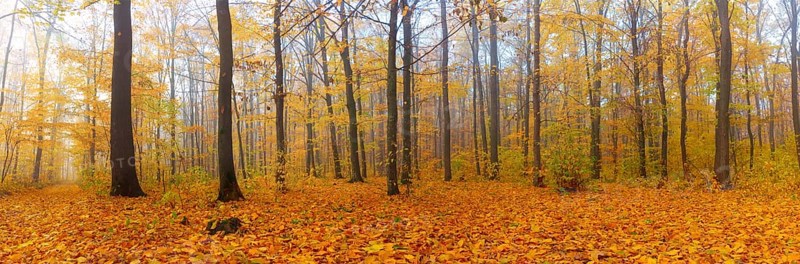 Panorama of autumn forest with fallen leaves with morning fog