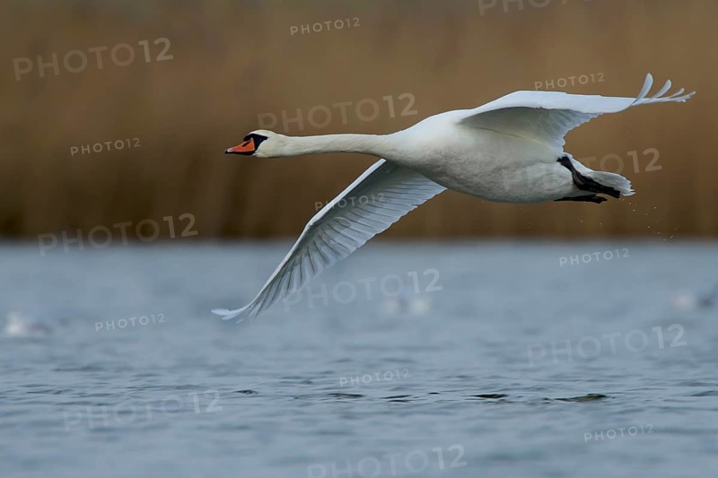 Mute swan in flight. Flying Mute Swan