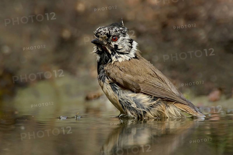 Crested tit after the bath