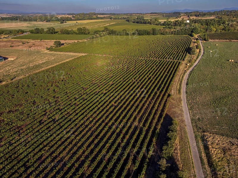 Vineyard near to Carcasona, Aude, Languedoc-Rosellón region. French Republic