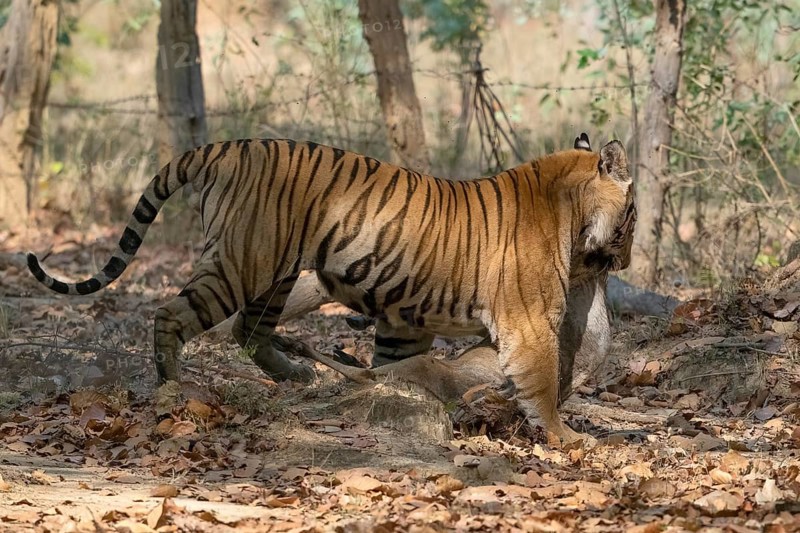 Tiger (Panthera tigris), Bengal tiger or Indian tiger, big cat (Pantherinae), carnivore (Carnivora), highly endangered, a male tiger with a facial injury has killed a young cattle, Bandhavgarh National Park, tiger reserve, Madhya Pradesh, Vindhya Mountains, India, Asia