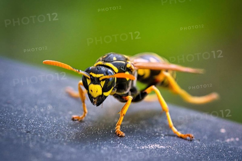 Wasp in portrait, as macro shot. nicely cropped, so that the details come out better