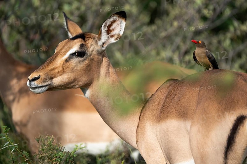 Oxpecker chopper on Impala, Gauteng, South Africa, Africa