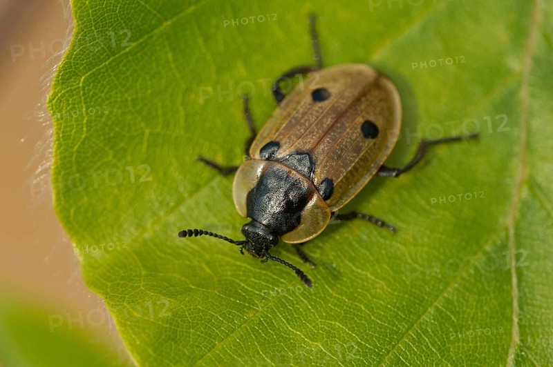 Four-spotted caterpillar moth (Dendroxena quadrimaculata)