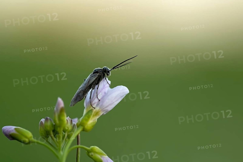 Plant wasp on a flower