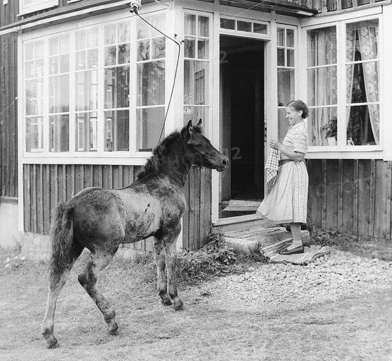 Horse on the doorstep in the 1950s. The photograph depicts an elderly woman standing at the front door of a wooden house. Beside her, a young horse has wandered up and positioned itself close by, its curious presence adding a touch of whimsy to the scene. The unexpected companionship between the woman and the colt creates a charming, timeless moment of everyday life