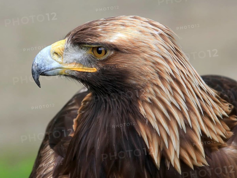 The portrait of Golden Eagle on the brown background