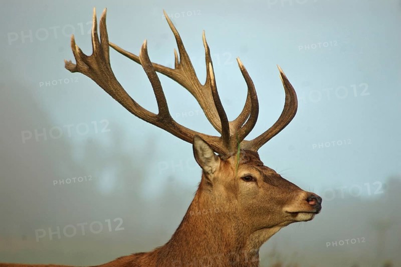 A 16 point red deer stag of 316 SCI, West Coast, South Island, New Zealand, Oceania