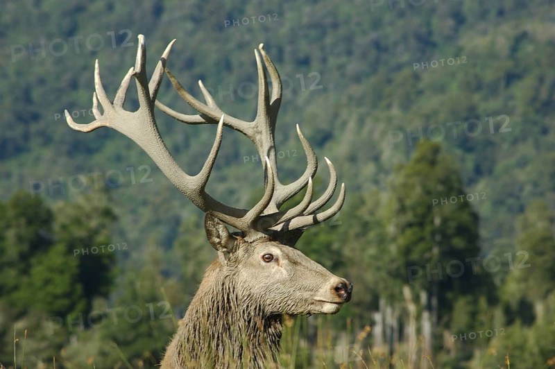 An 18 point red deer stag of 346 SCI, West Coast, South Island, New Zealand, Oceania