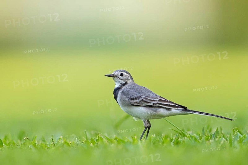 White wagtail, (Motacilla alba), songbird, Al Qurm Park, Muscat, Muscat, Oman, Asia