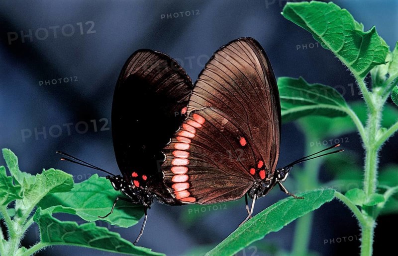 Tropical butterfly, Costa Rica, Central America