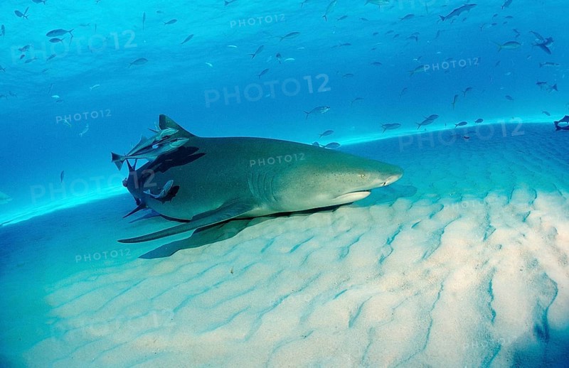 Lemon Shark, Negaprion brevirostris, Bahamas, Grand Bahama Island, Atlantic Ocean, Central America
