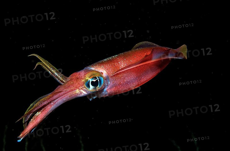 Large-fin reef squid at night, Sepioteuthis lessoniana, Bali, Indian Ocean, Indonesia, Asia