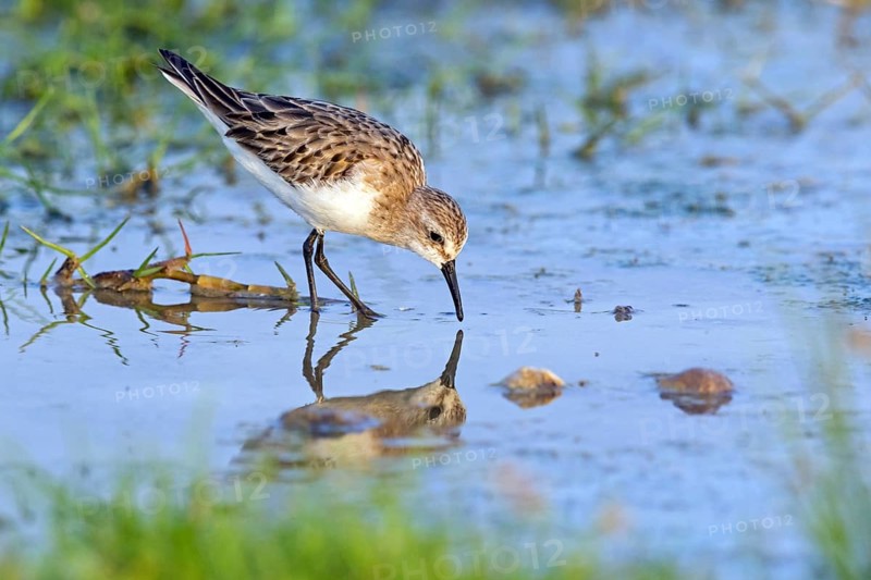 Animals, Birds, Little Sandpiper, (Calidris minuta), Biotope, Habitat, Foraging, Migratory bird, Limicoles Salalah, Khawr Rawri, Sohar, Oman, Asia