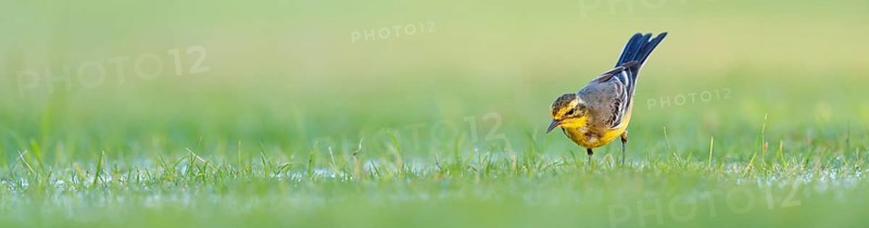 Citrine wagtail, (Motacilla citreola), songbird, family of stilts and pipits, biotope, habitat, foraging Muscat, Al Qurm Park, Muscat, Oman, Asia