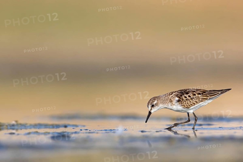 Little sandpiper (Calidris minuta), foraging in the Salalah biotope, Raysut, Sohar, Oman, Asia