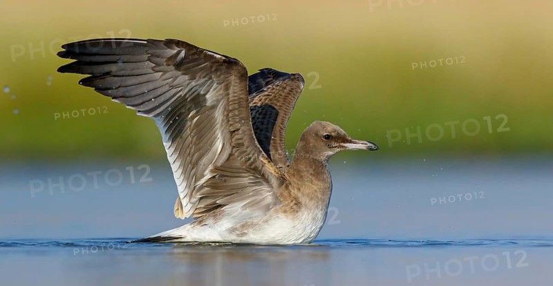 Hemprich's Gull, (Ichthyaetus hemprichii), (Larus hemprichii), Fish Eagle Gull Salalah, Raysut, Dhofar, Oman, Asia