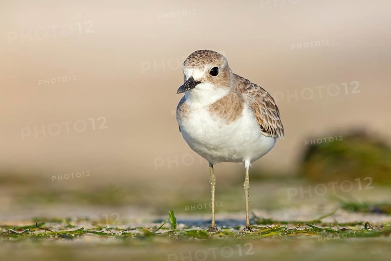 Desert plover, (Charadrius leschenaultii), animals, birds, biotope, habitat, foraging, Middle East, wader, plover family, Barr Al Hikman, Shannah, Ash Sharqiyah South, Oman, Asia