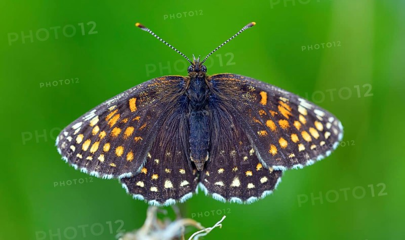 Valerian Fritillary, Silver Fritillary, (Melitaea diamina), butterfly, butterfly family, butterflies, insect, insects, close-up, macro photograph, Black Forest, Feldberg region, Baden-W¸rttemberg, Germany, Europe