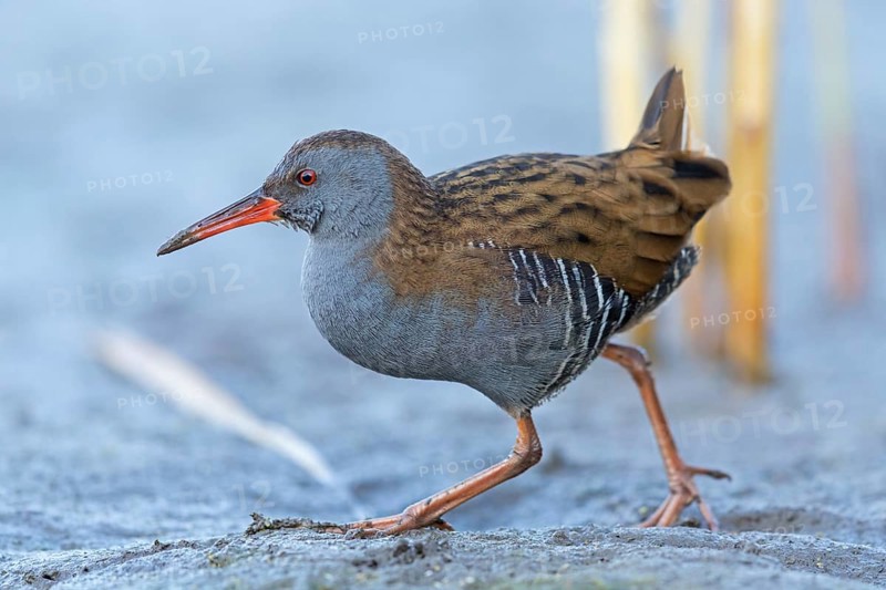 Water rail, (Rallus aquaticus), biotope, habitat, animal, animals, birds, rail family, Der Spieß nature reserve, Worms district, Rhineland-Palatinate, Germany, Europe
