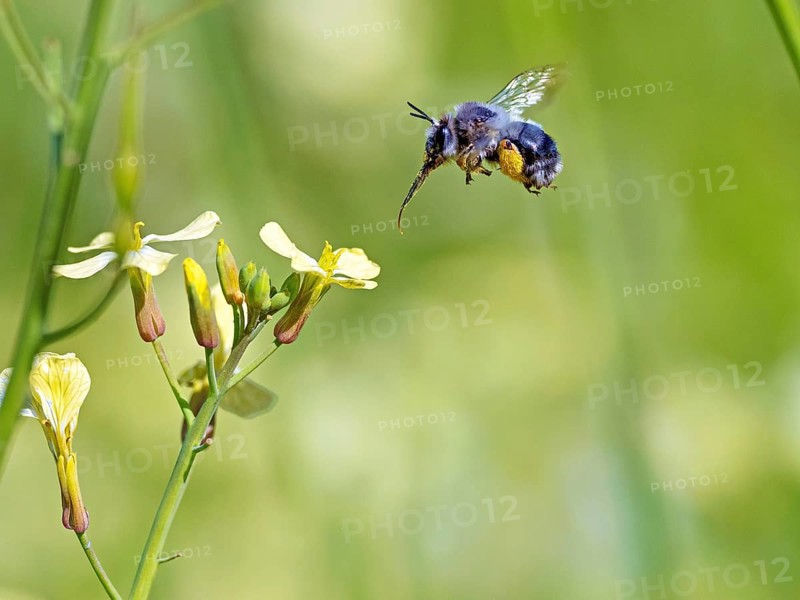 Bumblebee, (Bombus) insect, animals, insects, family of bees, flight photo, biotope, habitat, collects nectar, Lesbos, Lesbos Island, Greece, Europe