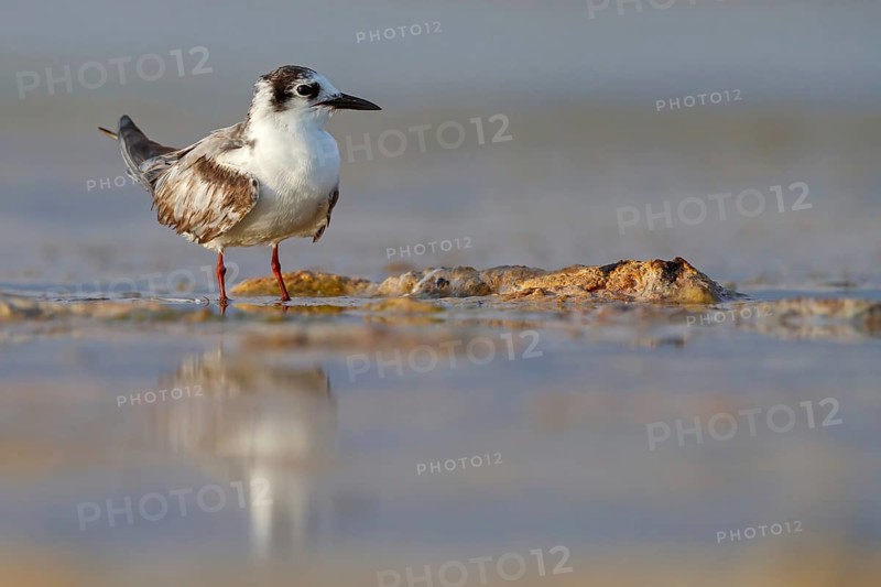 White-winged Tern, (Chlidonias leucopterus), Chlidonias leucoptera, biotope, habitat, foraging, East Khawr Khawr Ad Dahariz, Salalah, Dhofar, Oman, Asia