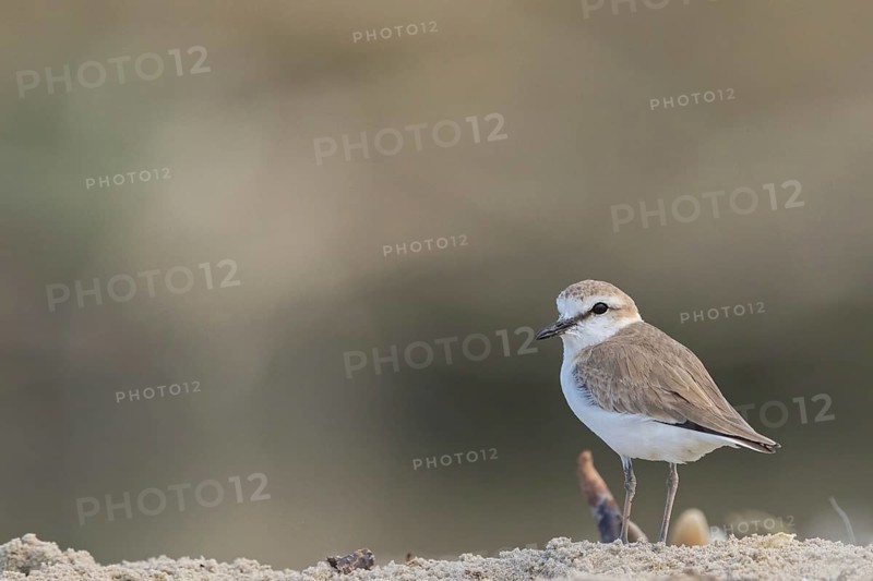 White-fronted plover, White-fronted plover, (Chaeadrius marginatus), (Ochthodromus marginatus), biotope, habitat, animals, birds, plover family, Kartong beach, Kartong, South Bank, Gambia, Africa