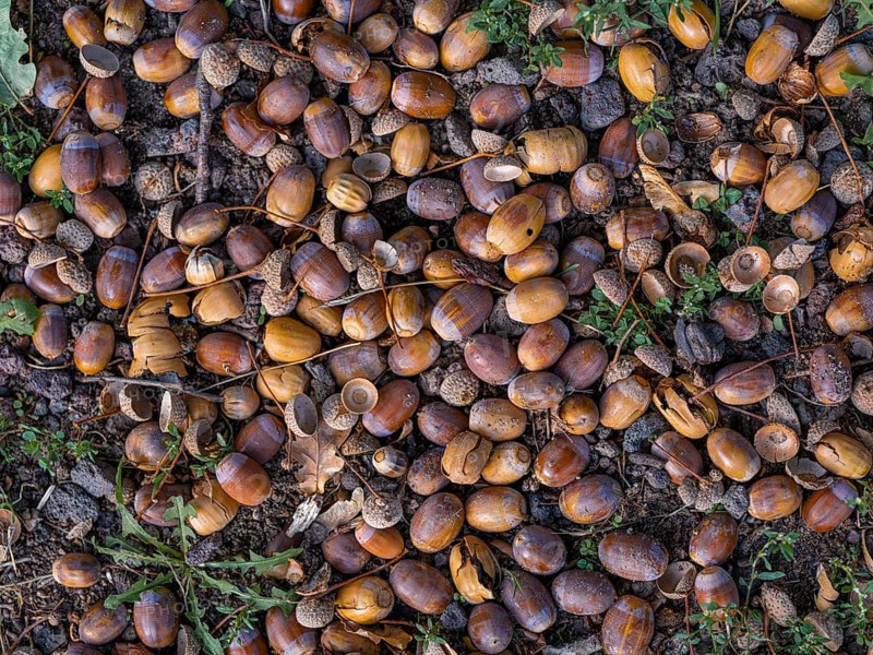 Acorns on the ground under an oak tree, Offenbach am Main, Hesse, Germany, Europe