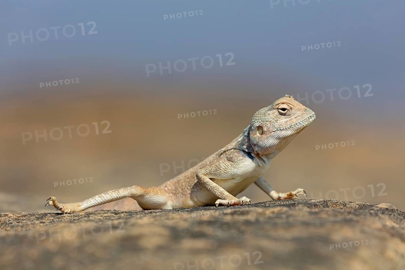 (Pseudotrapelus dhofarensis), Dhofar Desert Agama, agama, lizard, reptile, rock, agama species in the Middle East, Khawr Rawri, Salalah, Dhofar, Oman, Asia