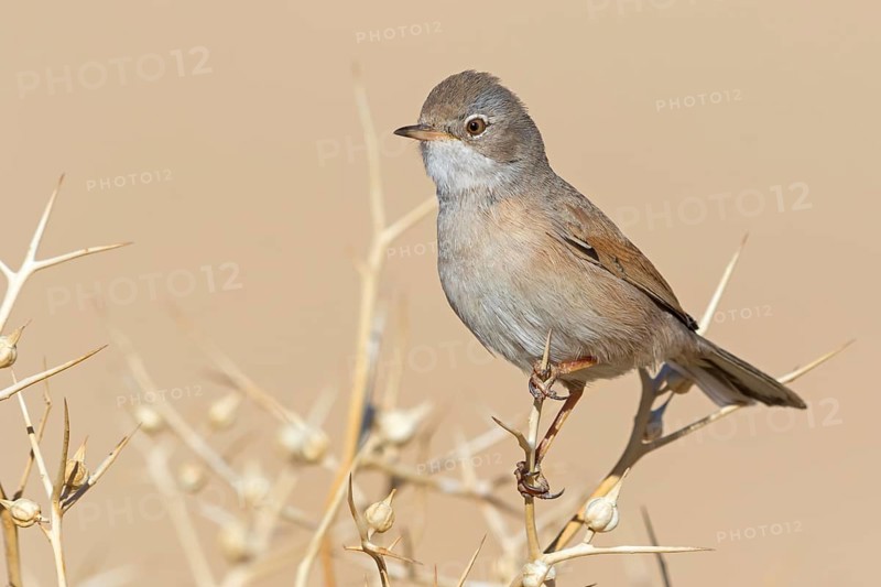 Spectacled warbler, S (ylvia conspicillata), animals, birds, perching, songbird, warbler family, Israel, Asia