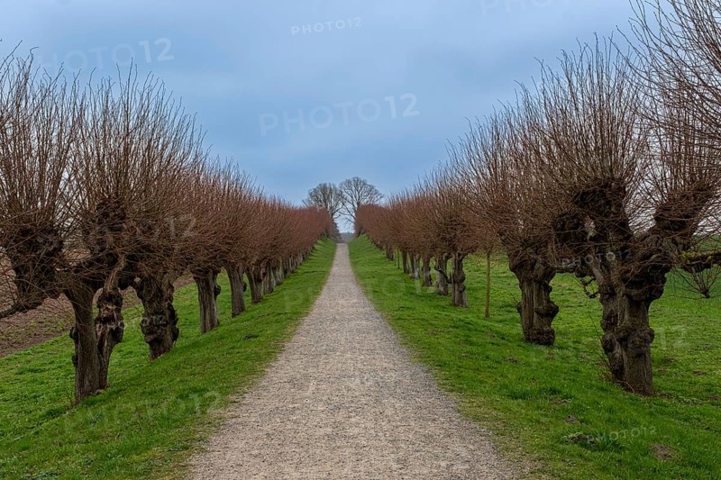 Festonallee, Holländische Lindenallee near Bothmer Castle, Klütz, Mecklenburg-Vorpommern, Germany, Europe