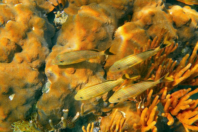 Mesoamerican barrier Great Mayan Reef grunt fishes in Riviera Maya Mexico