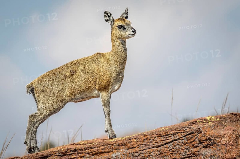 Klipspringer standing on a rock and starring in the Marakele National Park, South Africa, Africa
