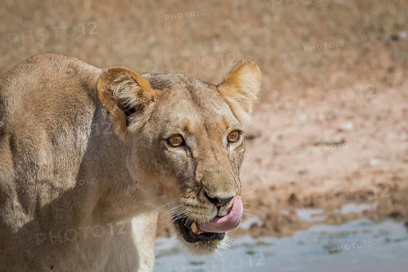 Lioness licking herself in the Kgalagadi Transfrontier Park, South Africa, Africa