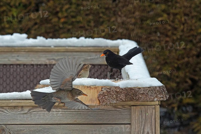 Blackbird (Turdus merula)