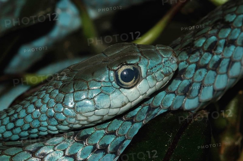 Spotted bush snake (Philothamnus punctatus)