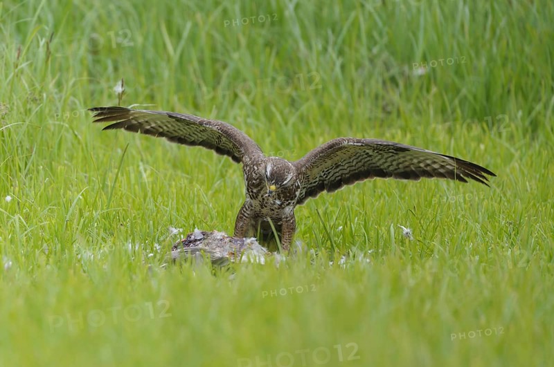 Common buzzard (Buteo buteo)