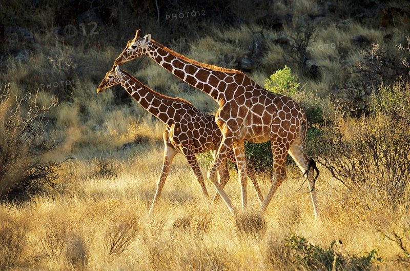 Reticulated giraffe (Giraffa camelopardalis reticulata)