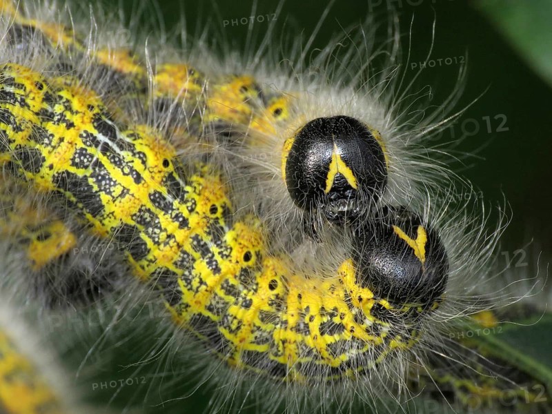 Moonbird (Phalera bucephala)