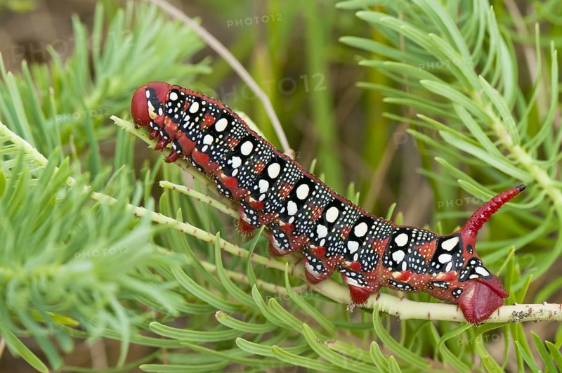 (Hyles euphorbiae)