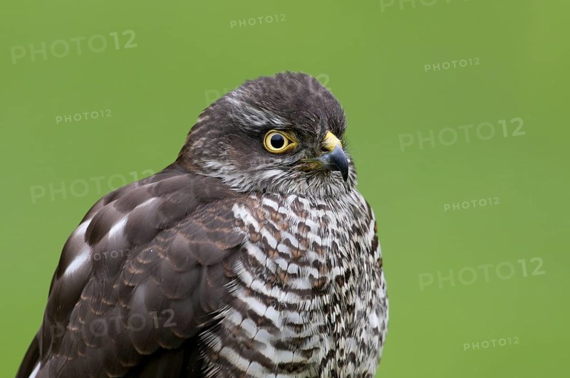 Sparrowhawk (Accipiter nisu)