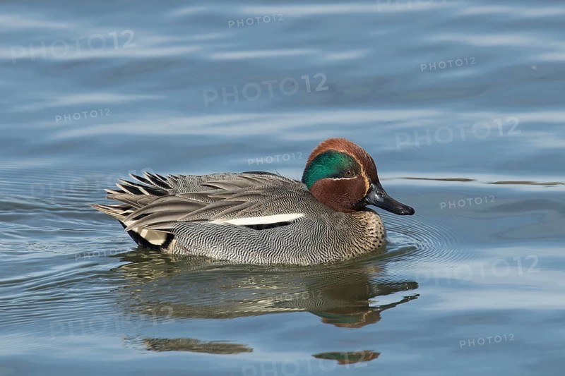 Teal (Anas crecca)