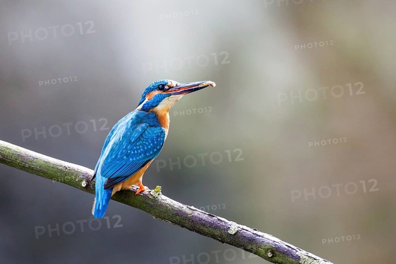 Kingfisher (Alcedo atthis)